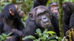 Schimpansvandring: Chimps Kibale