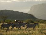 Mount Ololokwe: Saruni-Basecamp-Saruni-Samburu-Wildlife-and-Wilderness-68