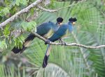 Fågellivet i Kibale: Turacos