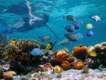 Aktiviteter Nayara Bocas del Toro: Destination 7 (coral reef)