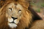 andBeyond Ngala Tented Camp: kruger-game-drive-wildlife-ngala_7