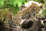 andBeyond Ngala Tented Camp: kruger-game-drive-wildlife-ngala_8