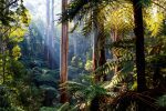 Silky Oaks Lodge - Daintree rainforest: Daintree rainforest