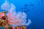 Silky Oaks Lodge - snorkling, dykning och mycket mer: istock great barrier reef