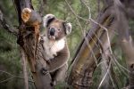 Dag 2. Möte med Koalor: Koala kangaroosiland