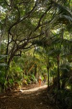 Vandra i regnskogen: SOLHR-island-walks