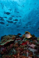 Paddla kajak på Lord Howe Island: SOLHR-marine-sanctuary